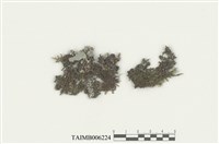 藏品(耳葉蘚屬)的圖片